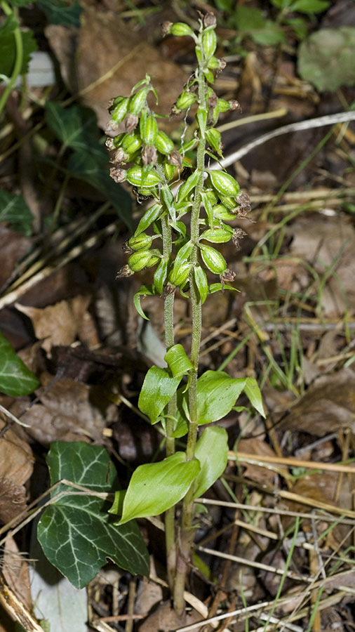 Chiave per orchidee sfiorite